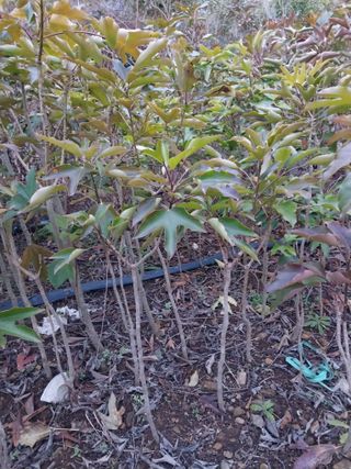 보길도박춘자님의 9월 내 작물 자랑하기 · 참여글 작성글 사진