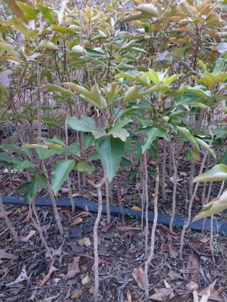 보길도박춘자님의 9월 내 작물 자랑하기 · 참여글 작성글 사진