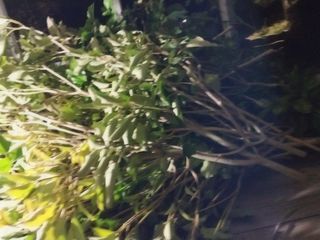 보길도박춘자님의 9월 내 작물 자랑하기 · 참여글 작성글 사진