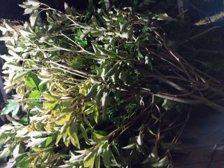 보길도박춘자님의 9월 내 작물 자랑하기 · 참여글 작성글 사진