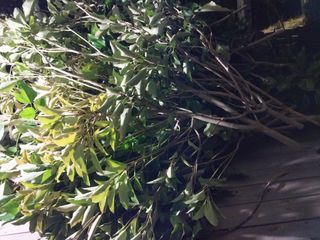 보길도박춘자님의 9월 내 작물 자랑하기 · 참여글 작성글 사진