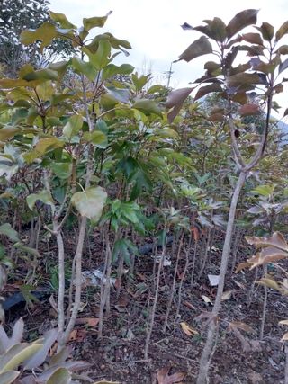 보길도박춘자님의 9월 내 작물 자랑하기 · 참여글 작성글 사진