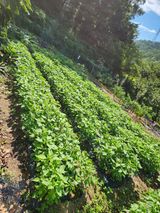 팜모닝 9월 내 작물 자랑하기·참여글 게시글 이미지