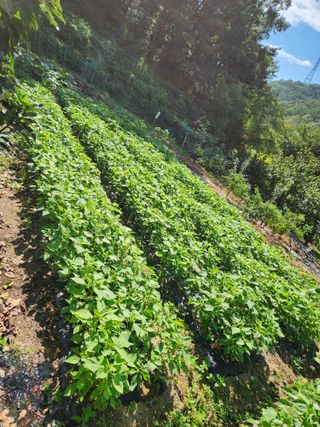 박재곤님의 9월 내 작물 자랑하기 · 참여글 작성글 사진