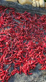 팜모닝 9월 내 작물 자랑하기·참여글 게시글 이미지