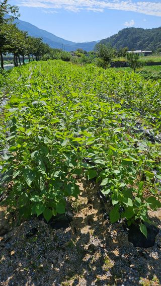 홍&이님의 9월 내 작물 자랑하기 · 참여글 작성글 사진