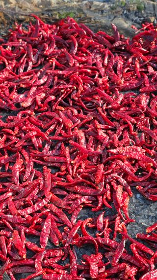 홍&이님의 9월 내 작물 자랑하기 · 참여글 작성글 사진