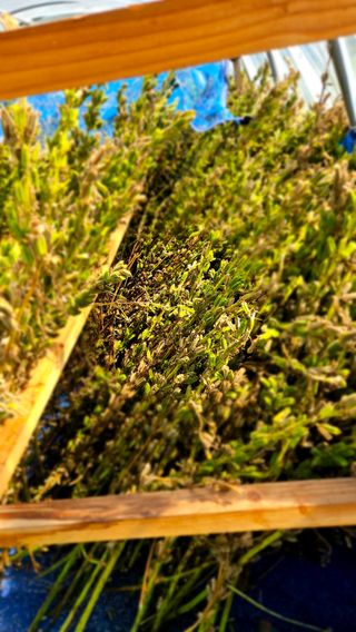 홍&이님의 9월 내 작물 자랑하기 · 참여글 작성글 사진