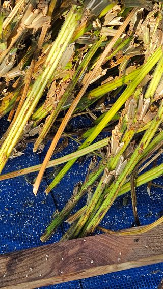 홍&이님의 9월 내 작물 자랑하기 · 참여글 작성글 사진