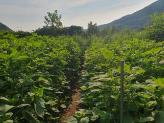슈퍼맨님의 9월 내 작물 자랑하기 · 참여글 작성글 사진