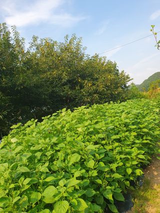 슈퍼맨님의 9월 내 작물 자랑하기 · 참여글 작성글 사진