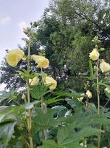 팜모닝 9월 내 작물 자랑하기·참여글 게시글 이미지