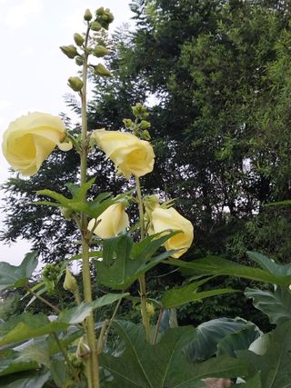 하늘만바라보는해바라님의 9월 내 작물 자랑하기 · 참여글 작성글 사진