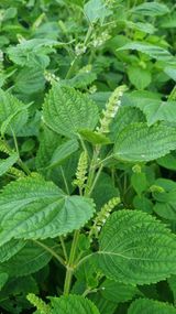 팜모닝 9월 내 작물 자랑하기·참여글 게시글 이미지