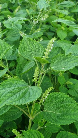 조명기님의 9월 내 작물 자랑하기 · 참여글 작성글 사진