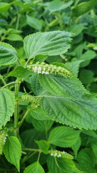 조명기님의 9월 내 작물 자랑하기 · 참여글 작성글 사진