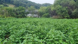 조명기님의 9월 내 작물 자랑하기 · 참여글 작성글 사진