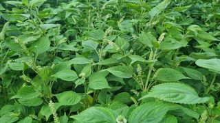 조명기님의 9월 내 작물 자랑하기 · 참여글 작성글 사진