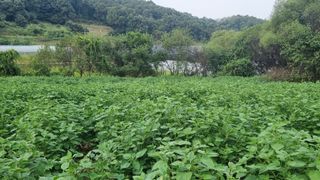 조명기님의 9월 내 작물 자랑하기 · 참여글 작성글 사진