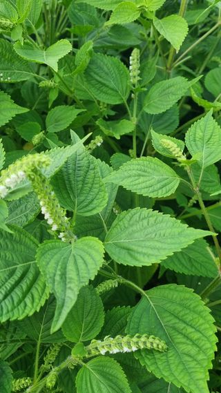 조명기님의 9월 내 작물 자랑하기 · 참여글 작성글 사진