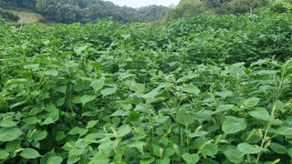 조명기님의 9월 내 작물 자랑하기 · 참여글 작성글 사진