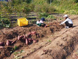 조정분(사랑이엄마)님의 고구마 · 영농일지 작성글 사진