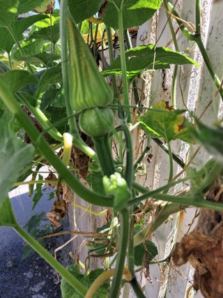 이미 (어리버리댁)님의 9월 내 작물 자랑하기 · 참여글 작성글 사진