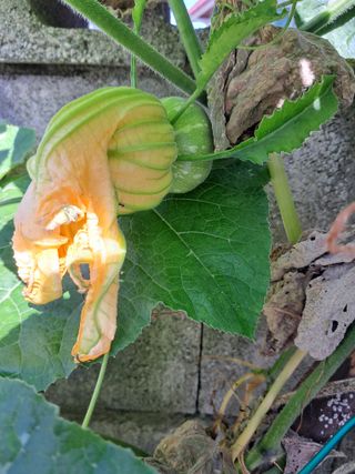 이미 (어리버리댁)님의 9월 내 작물 자랑하기 · 참여글 작성글 사진