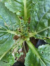 팜모닝 배추·병해충상담 게시글 이미지