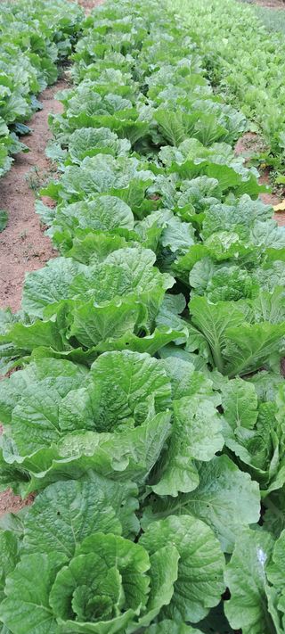 나는농사짓는영미다님의 자유주제 · 자유게시판 작성글 사진