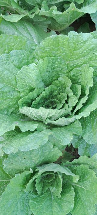 나는농사짓는영미다님의 자유주제 · 자유게시판 작성글 사진