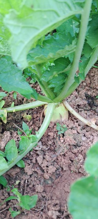 나는농사짓는영미다님의 자유주제 · 자유게시판 작성글 사진