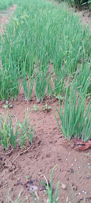 나는농사짓는영미다님의 자유주제 · 자유게시판 작성글 사진