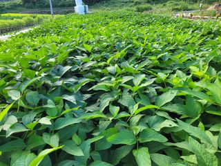 조용길님의 콩 · 자유게시판 작성글 사진