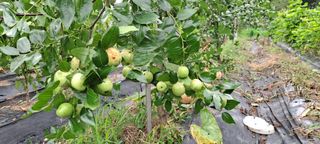 장준재님의 기타작물 · 자유게시판 작성글 사진