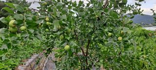 장준재님의 기타작물 · 자유게시판 작성글 사진