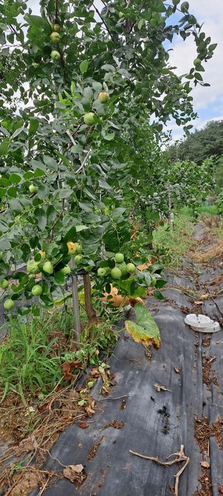 장준재님의 기타작물 · 자유게시판 작성글 사진