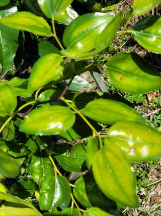 대추님의 기타작물 · 병해충상담 작성글 사진