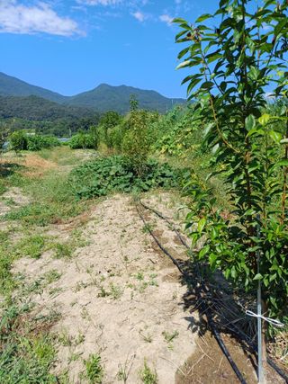 김 연님의 9월 내 작물 자랑하기 · 참여글 작성글 사진