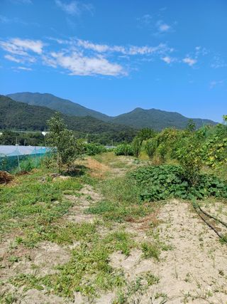 김 연님의 9월 내 작물 자랑하기 · 참여글 작성글 사진