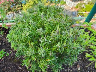 이신영님의 기타작물 · 병해충상담 작성글 사진