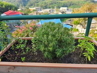 이신영님의 기타작물 · 병해충상담 작성글 사진