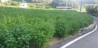 이종록님의 들깨 · 자유게시판 작성글 사진