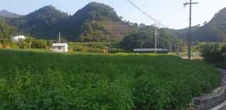 이종록님의 들깨 · 자유게시판 작성글 사진