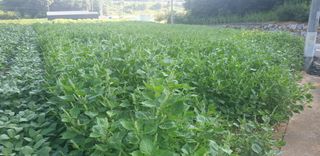 이종록님의 들깨 · 자유게시판 작성글 사진