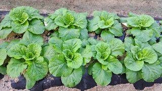 추광민님의 9월 내 작물 자랑하기 · 참여글 작성글 사진