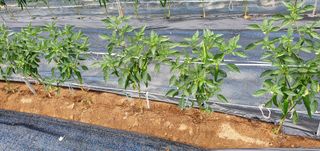 양우택님의 고추 · 토양준비 작성글 사진