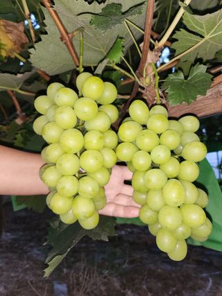 강희순님의 9월 내 작물 자랑하기 · 참여글 작성글 사진