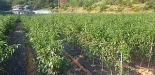 이종록님의 고추 · 일상 작성글 사진