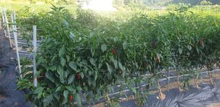 이종록님의 고추 · 일상 작성글 사진